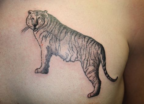 tigris_tetko.jpg tigris_tetko.jpg